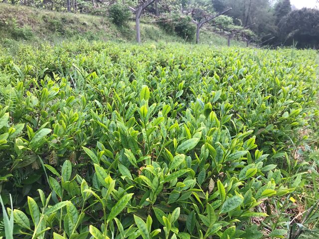 Plantação Chá Verde