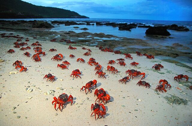 Recifes de coral e caranguejos da Ilha de Natal