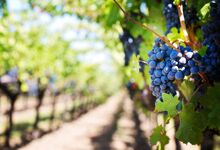 Vinhos para celebrar as vindimas