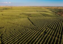 Sustentabilidade. O novo posicionamento do azeite 'Oliveira da Serra'