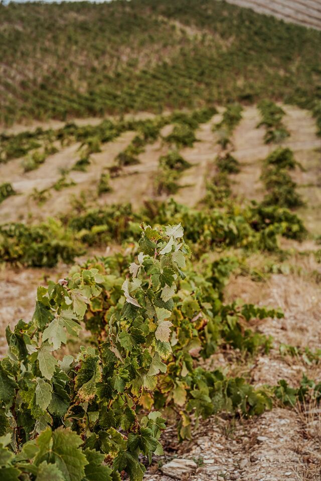 As vinhas velhas no planalto mirandês, onde, entre outras, a empresa ainda produz vinhos como o Tinta Gorda, de uma casta quase esquecida, com uma produção de 3333 garrafas ano, por 35 euros