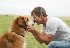 Dar festas a cães é benéfico para a saúde, afirma novo estudo