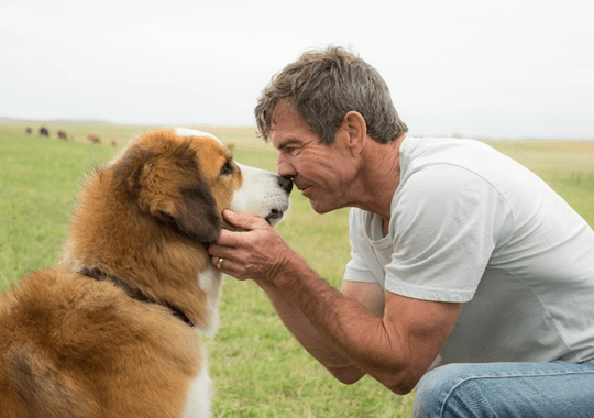 Dar festas a cães é benéfico para a saúde, afirma novo estudo