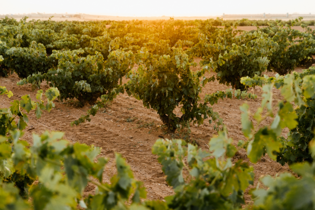 As vinhas centenárias espalham-se pelas duas margens do Douro, com especial destaque para a antiquíssima parcela Teso de los Carriles, usada para fazer o Numanthia.
