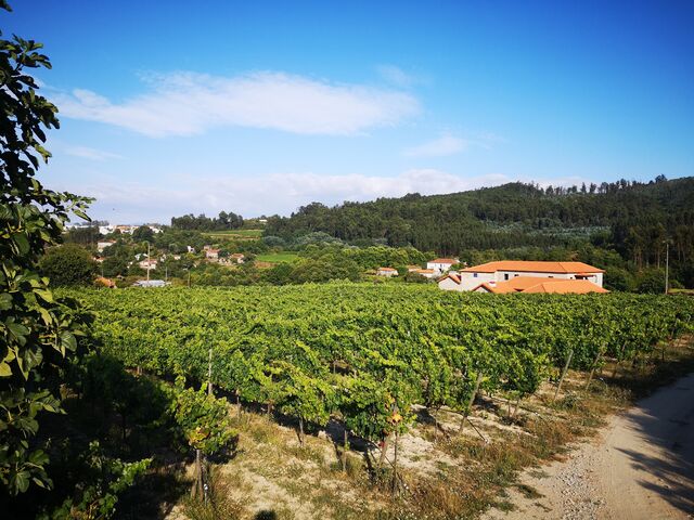 São "cerca de dez hectares, nove hectares aqui em Meinedo e um em Santa Cristina de Nogueira onde temos as nossas vinhas mais antigas de onde saem as marcas Ramadas Metal e Ramadas Wood."