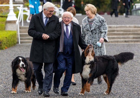 Isto Lembra-me Uma História: Os cães do presidente da Irlanda