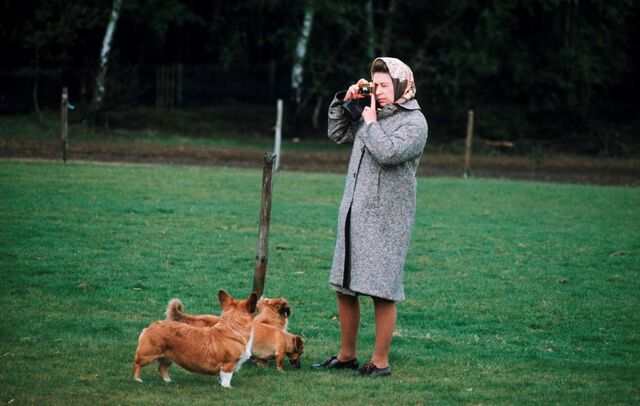 The Royal Corgis: a rainha Isabel II tinha uma adoração por corgis.