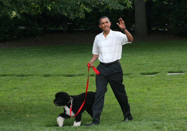 Bo, o cão de Barack Obama.