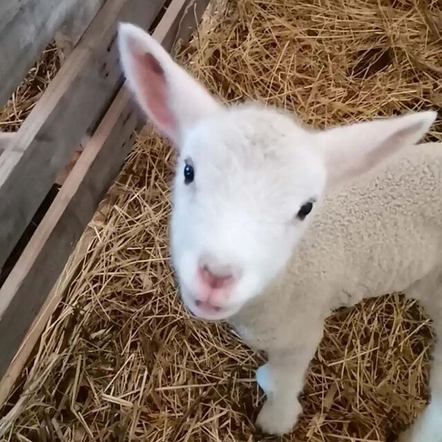 Apenas trabalham com raças autóctones do Alentejo: porco preto alimentado a bolota, vacas mertolengas, ovelhas merino de pasto e cabras serpentinas, com cujo leite se confeciona o queijo fresco.