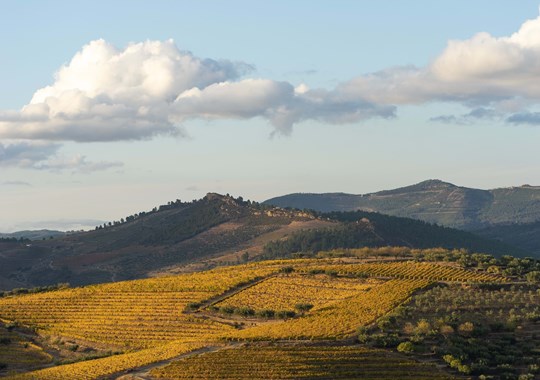 Apreciador de vinhos? Há uma prova especial no Douro, em Murça