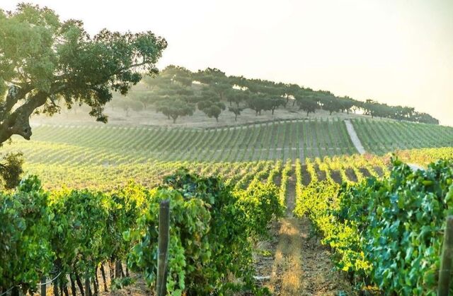 "Vimos o lugar perfeito com altitude, 400 metros, drenagem, na zona do alto Alentejo com as noites mais frescas que é fundamental para uma longa maturação."