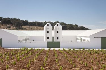 Aldeia de Cima e a ciência que exige o seu distinto medronho
