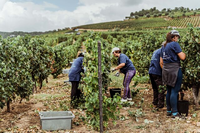 As uvas são pré-selecionadas e colhidas manualmente durante as primeiras horas da manhã, transportadas em caixas de 16 quilos e posteriormente prensadas suavemente em ambiente inerte.