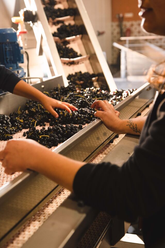 "Os participantes irão descobrir como é feito todo o processo do vinho antes de chegar à garrafa"