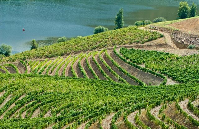 Vinhas da Quinta da Veiga Redonda.