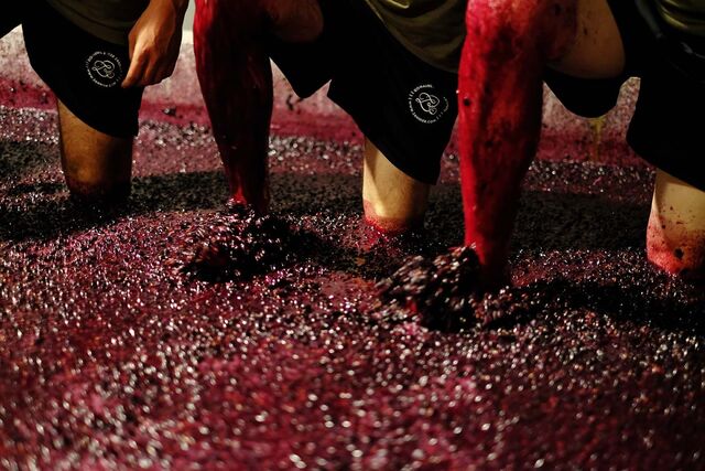As uvas são prensadas com os pés, um dos métodos mais tradicionais .