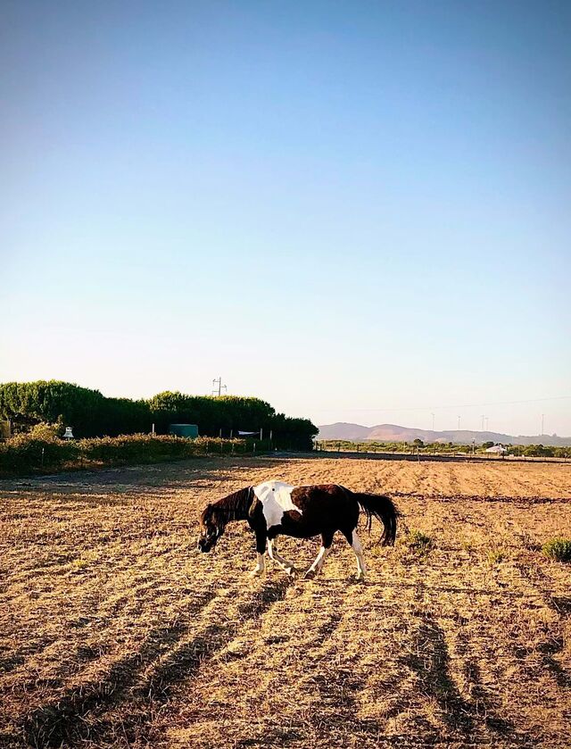 Este encantador alojamento é a base perfeita para partir à descoberta do Parque Natural do Sudoeste Alentejano e Costa Vicentina.