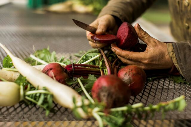Beterrabas são preparadas para serem fermentadas