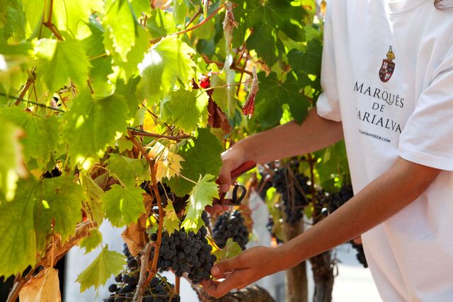 "A influência marítima está bem presente nos vinhos da região pela frescura em boca"