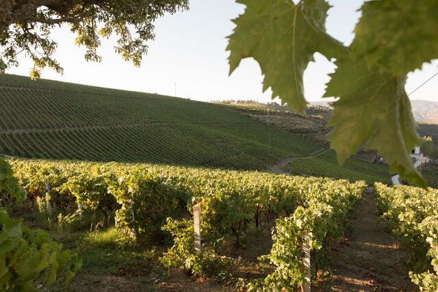"Ao fim de um ano o vinho tinha evoluído para ser classificado como vintage pelo Instituto do Vinho do Porto"