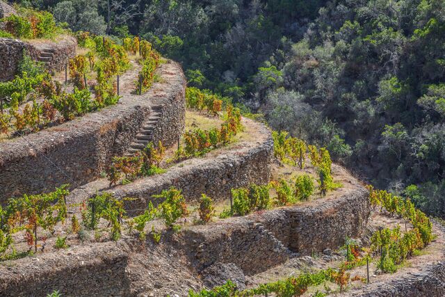 O tinto, foi feito de um field blend de 32 castas indígenas, onde prevalecem as Tinta Francisca, Rufete, Touriga Nacional e Bastardinho.
