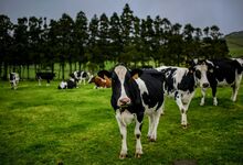 Um rally gastronómico à vista nos Açores