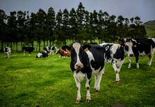 Um rally gastronómico à vista nos Açores