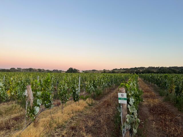A herdade é "um dos maiores terroirs da Península Ibérica com vinhas plantadas pelo método tradicional de enxertia tudo feito de uma só vez"