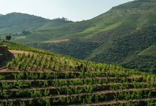 "O Vintage é o vinho mais natural que existe". Os segredos da nova Quinta da Roêda