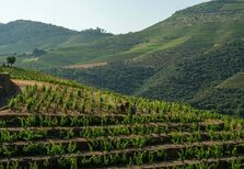 "O Vintage é o vinho mais natural que existe". Os segredos da nova Quinta da Roêda