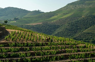 'O Vintage é o vinho mais natural que existe'. Os segredos da nova Quinta da Roêda