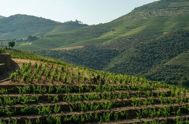 'O Vintage é o vinho mais natural que existe'. Os segredos da nova Quinta da Roêda