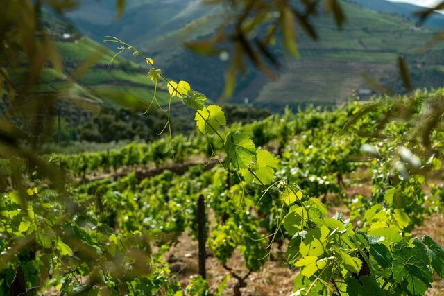 A mudança mais importante aconteceu mesmo na viticultura, com as novas plantações a respeitarem a tradição.