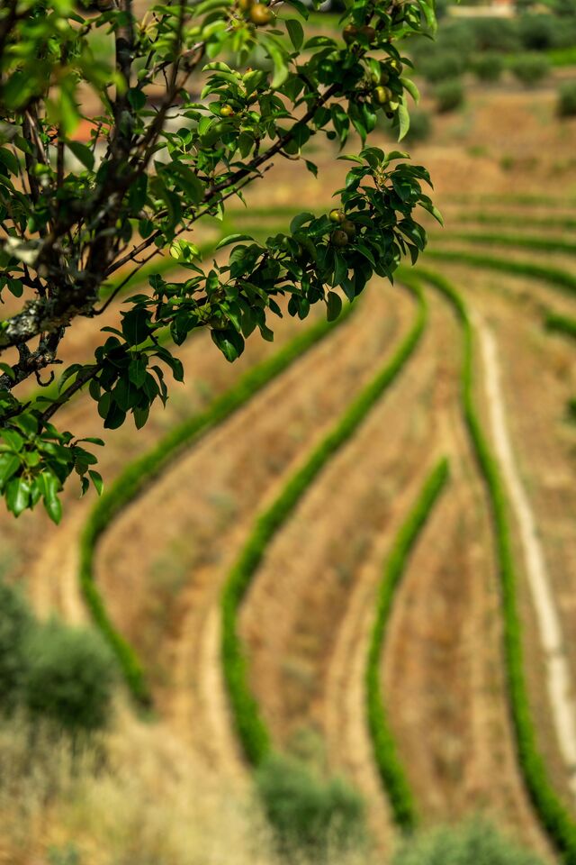 "Hoje, ser viticultor no Douro é tão complicado que muitos desistem. Estamos a entrar num círculo vicioso: como não se ganha o suficiente, trata-se menos, por isso produz-se menos, logo vende-se pior e ganha-se menos..."