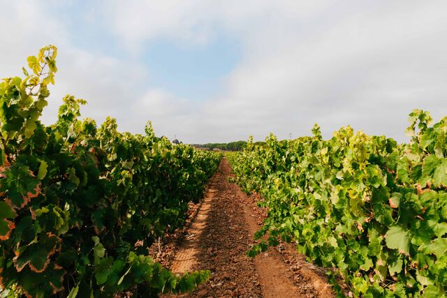 O Rafeiro Sem Trela "sai um pouco do que é habitual no Alentejo, pelo seu mais baixo teor alcoólico e também sem qualquer estágio de madeira.