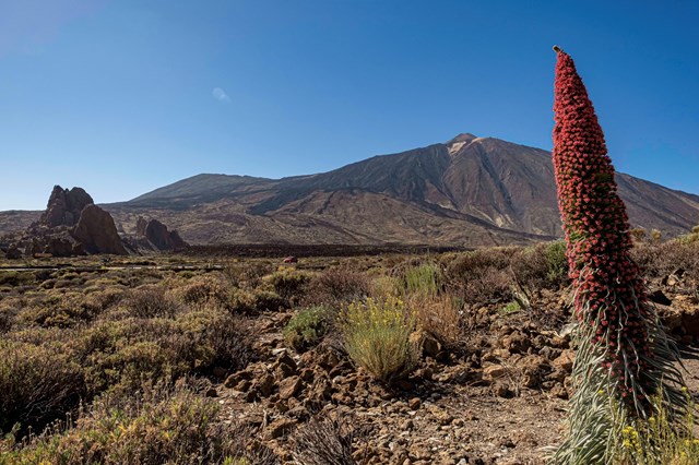 Flora do Parque Nacional do Teide com o vulcão ao fundo