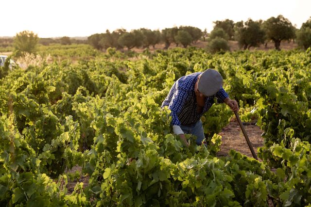 A vinificação "é ancestral e com a mínima intervenção, respeitando ao máximo o terroir da sub-região da Vidigueira".