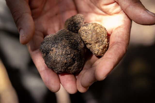 A primeira vez que se descobrem trufas em Portugal.