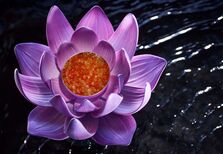 Ocean: a caminho da terceira estrela Michelin?