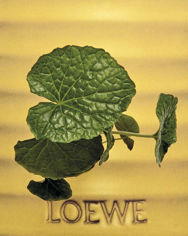 O Wasabi, uma fragrância picante de alta intensidade, é uma homenagem ao condimento japonês que há séculos tem marcado presença na culinária.