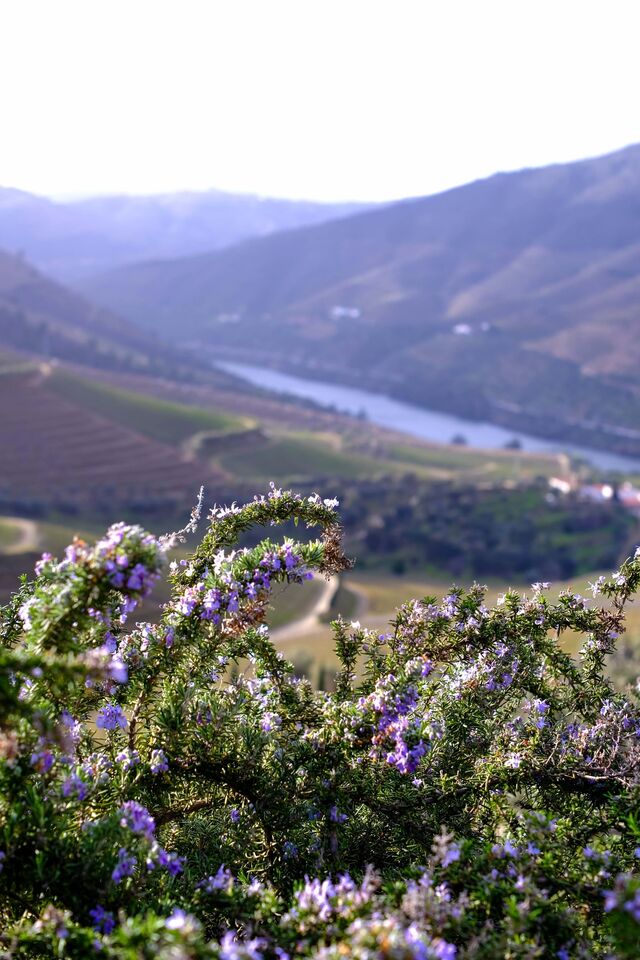 Relativamente à vinificação, o enólogo sustenta que todos os portos são vinificados em tradicionais lagares de granito, "mesmo sendo mais dispendioso", mas acredita "ser ainda o processo de maceração mais eficiente para a produção da mais alta qualidade".