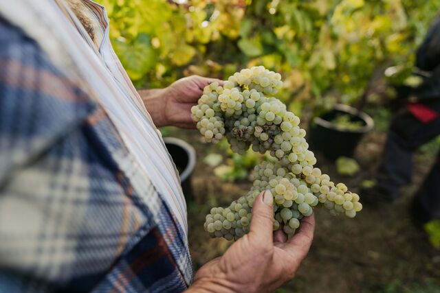 Sílvia Resende explica que o "verde" é proveniente de vinhas com uma idade média de 15 anos com as castas Alvarinho e Loureiro, "e as uvas são vinificadas de forma a extrair o seu máximo potencial qualitativo: maceração suave, decantação durante 12 horas, seguida de fermentação com leveduras selecionadas a temperatura controlada (16-18ºC), para preservar os aromas primários das castas".