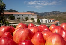 É tempo de celebrar o tomate-rei