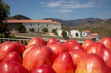 É tempo de celebrar o tomate-rei