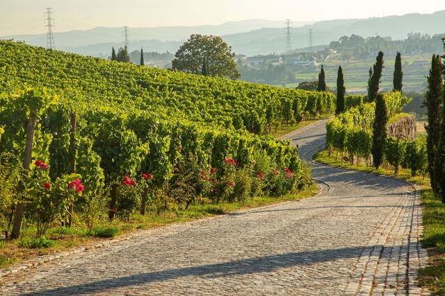 Todo o processo é muito meticuloso e atento aos detalhes, com a "apanha manual das uvas em caixas de 25 kg, desengace total da uva e fermentação em lagares de granito com pisa a pé".
