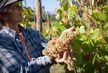 Vindimas na Quinta de Melgaço incluem enoturismo e gastronomia