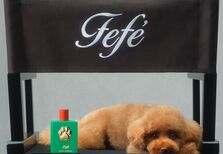Dolce & Gabbana apresenta primeiro perfume para cães