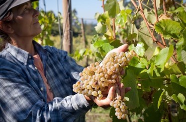 Vindimas na Quinta de Melgaço incluem enoturismo e gastronomia