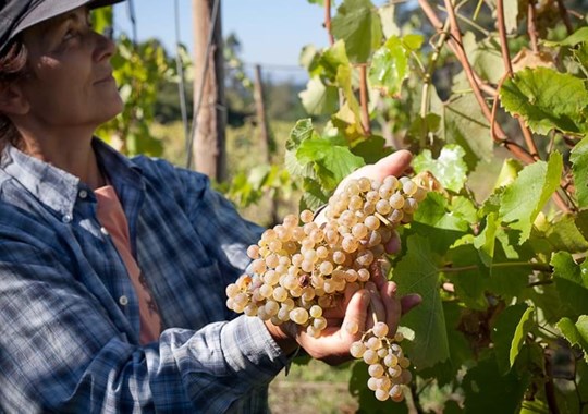 Vindimas na Quinta de Melgaço incluem enoturismo e gastronomia