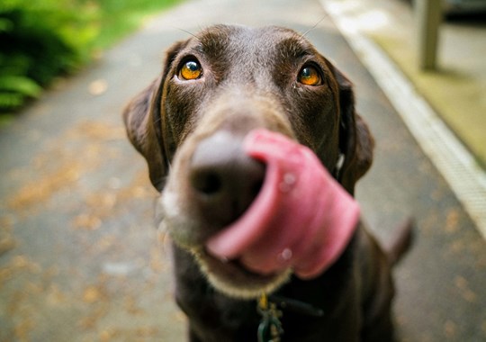 Reduz o colesterol, a pressão arterial e o stress. A ciência confirma: ter um animal faz bem à saúde